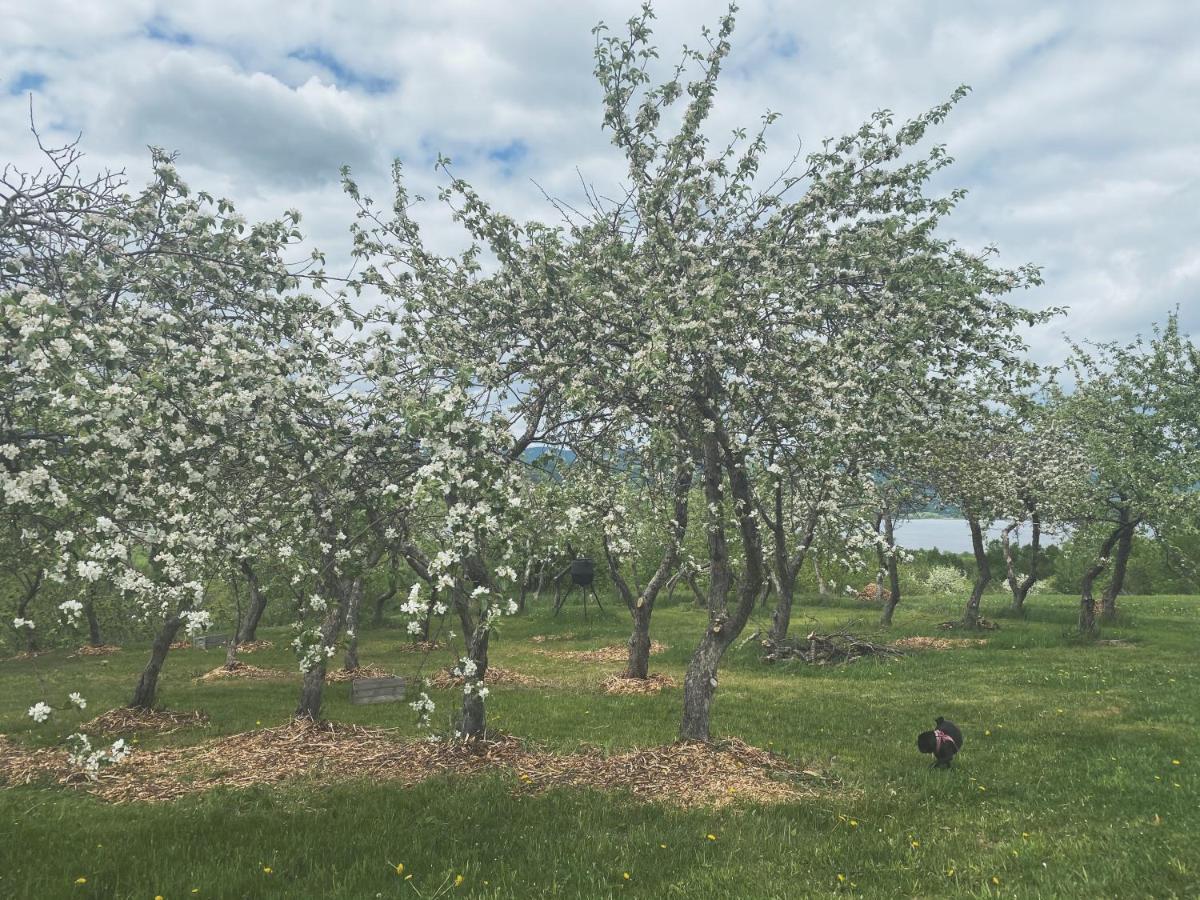 St-Pierre-de-l'Île-d'Orléans Domaine Steinbach Cidrerie B&B Distillerie المظهر الخارجي الصورة